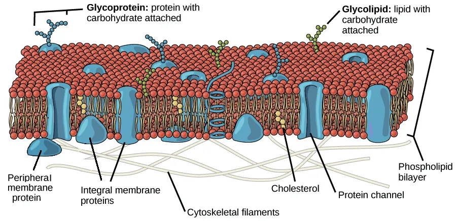 Fluid mosaic model of plasma membrane